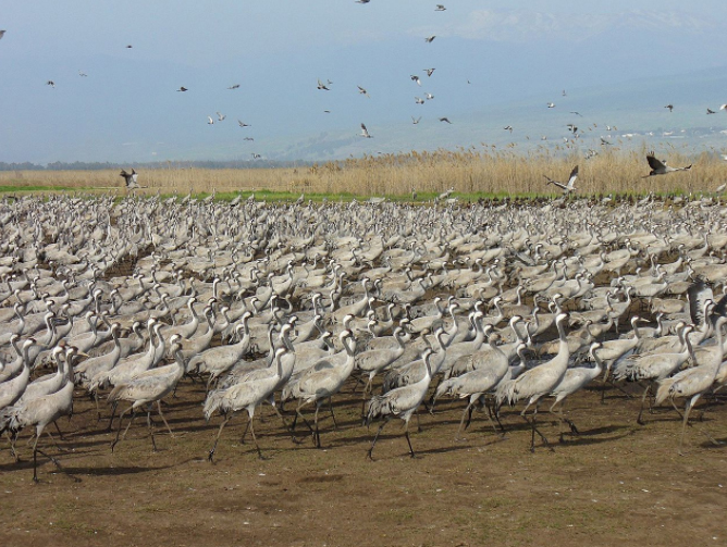 אגמון החולה