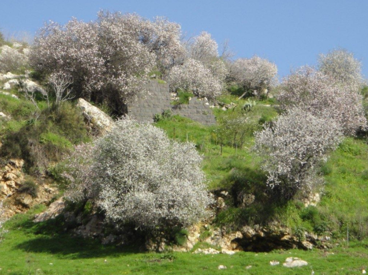 הצעת נישואין בצימר