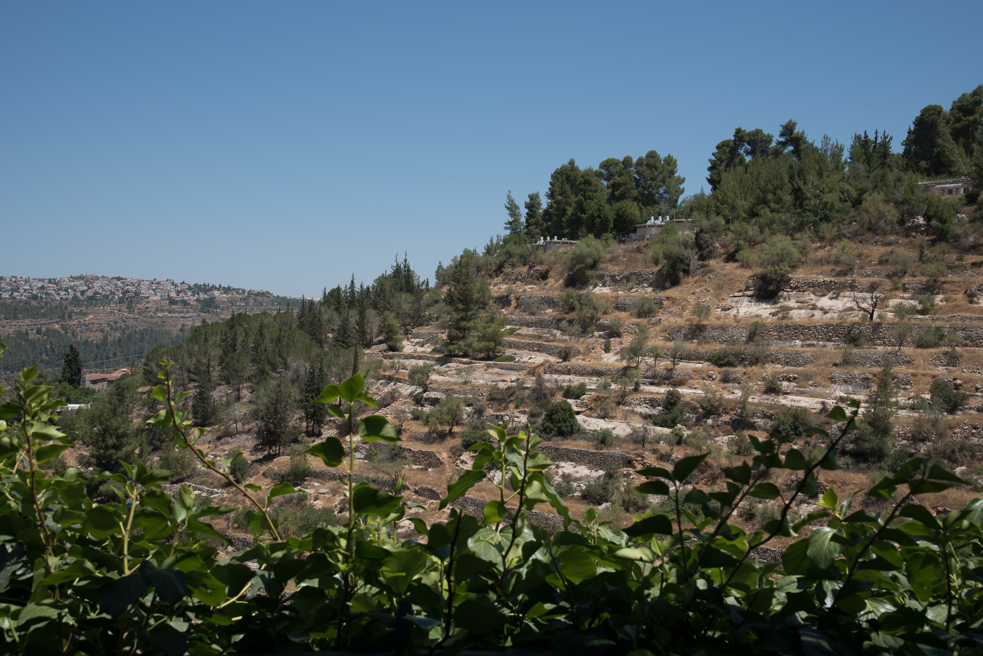 נוף על הואדי