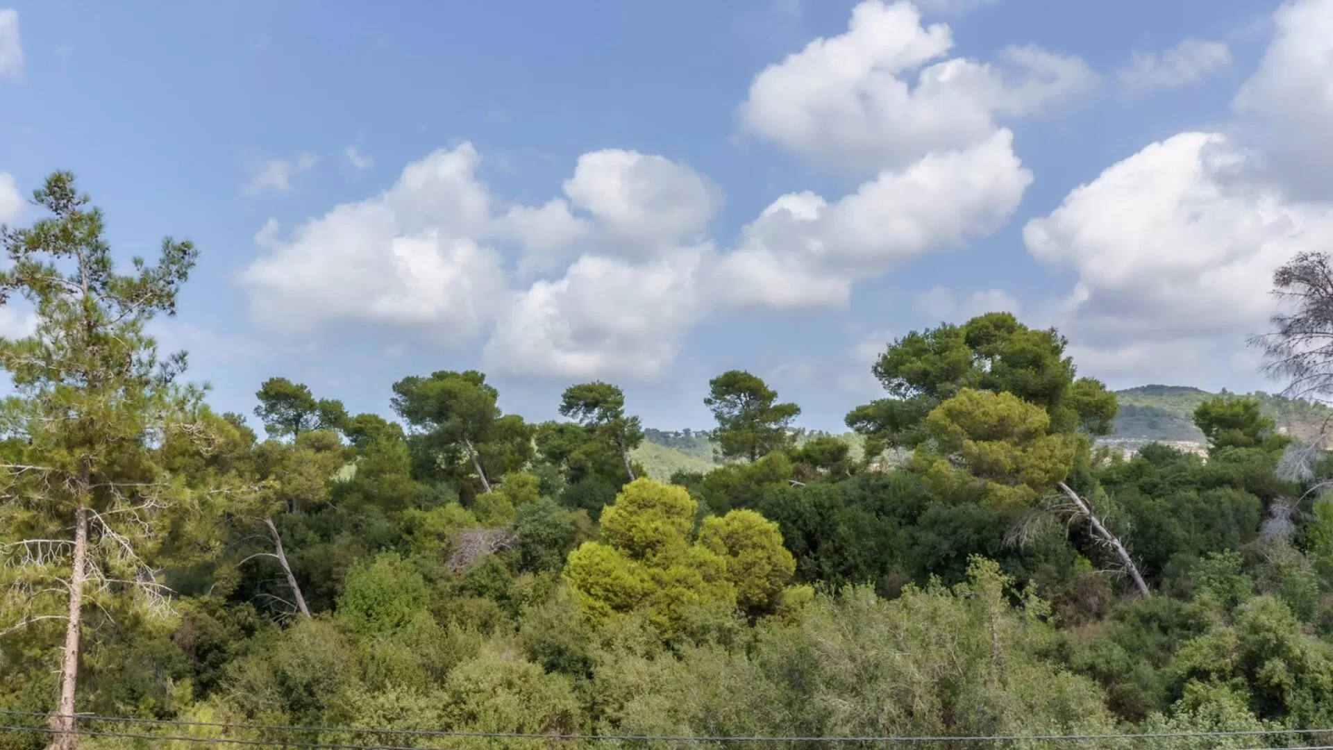 Forest Suites, Yaara
