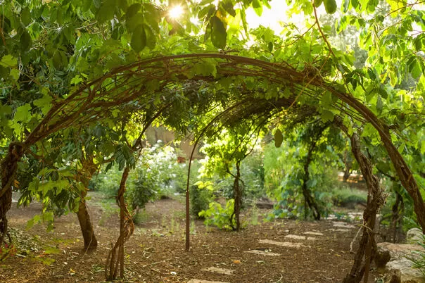 In the large yard of the estate there are many trees and plants - Ramot Estate, Ramot, Sea of Galilee Area