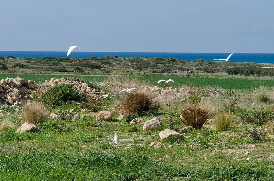שדה עשבוני עם סלעים מפוזרים ועופות מעופפים בקרבת הים - צימר חוף הבונים- WINTER WONDERLAND, סוויטה בצפון, חוף הבונים, חוף הכרמל