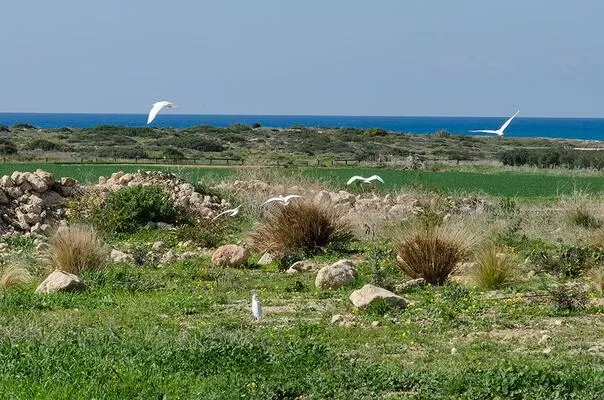 שדה עשבוני עם סלעים מפוזרים ועופות מעופפים בקרבת הים - צימר חוף הבונים- WINTER WONDERLAND, סוויטה בצפון, חוף הבונים, חוף הכרמל