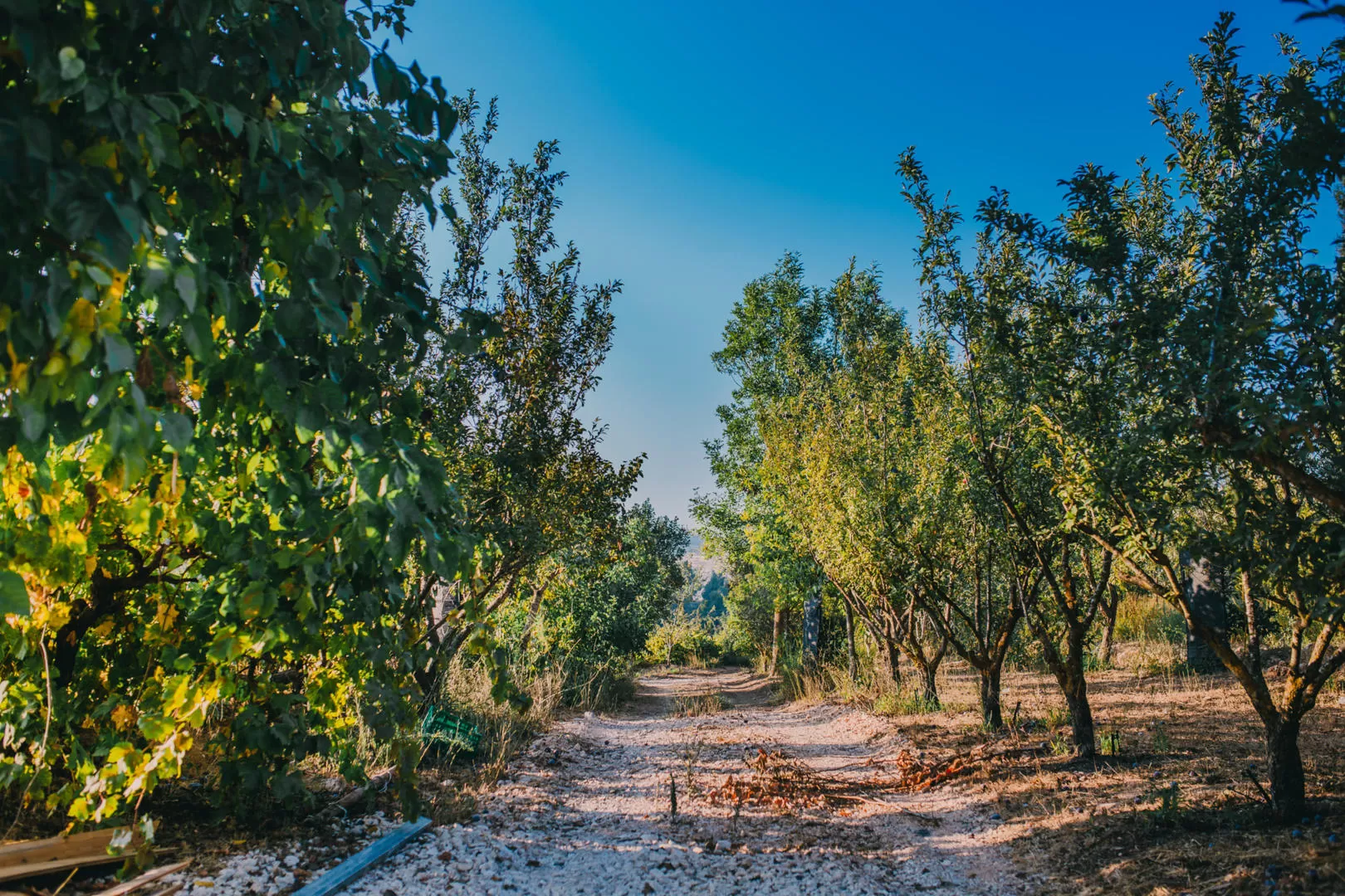 Tor Sinai | Organic Vacation Farm, Jerusalem
