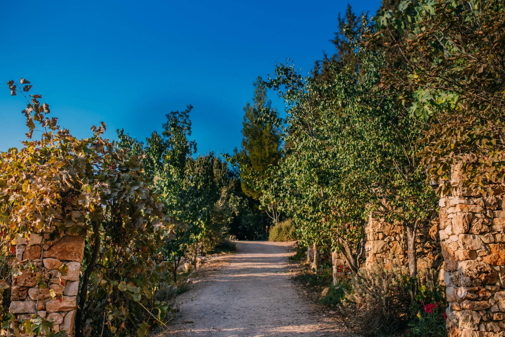 Tor Sinai | Organic Vacation Farm, Jerusalem